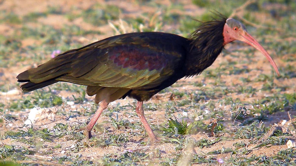 Guardians of a Rare Bird in Morocco