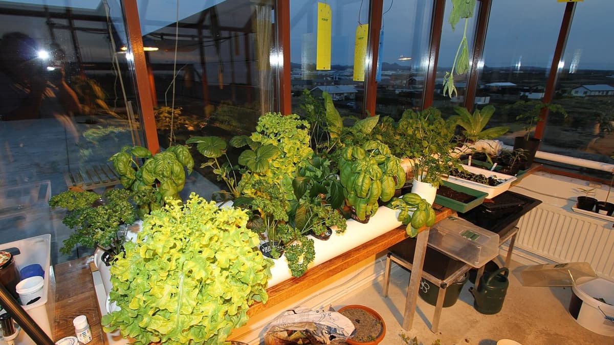 Fish and Plants in One Home
