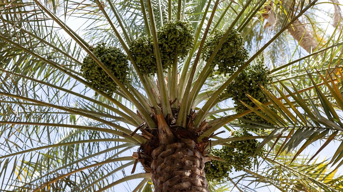 Pollinating Palms from the Ground