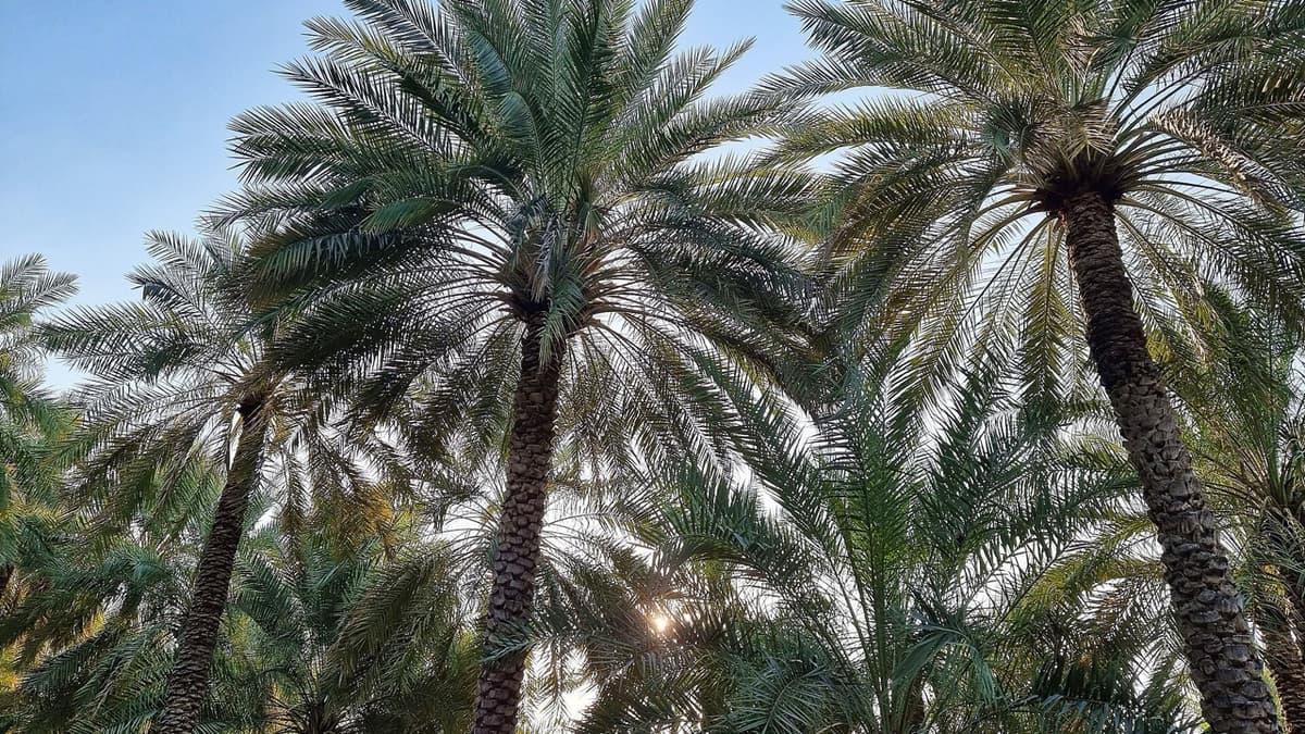 Paper from Palm Leaves
