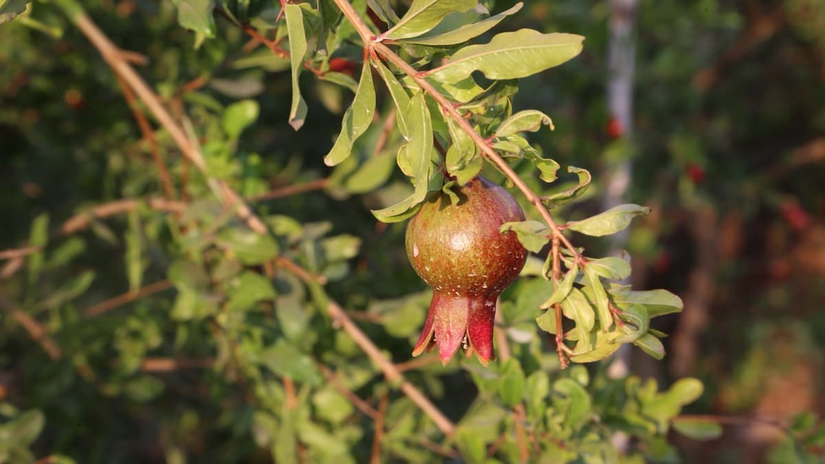 A Day for Picking Pomegranates