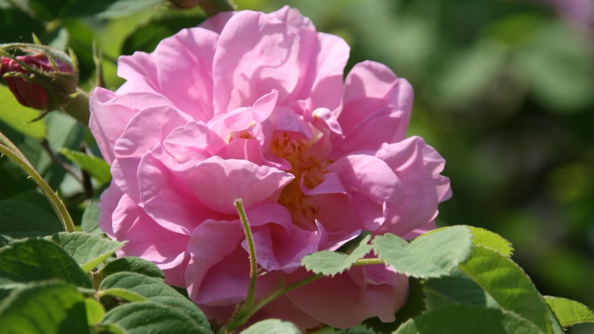 Rose Water from the Green Mountain