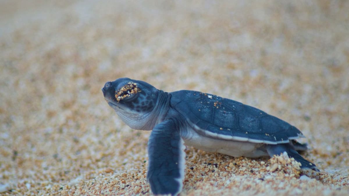 A Day in the Life of a Turtle Ranger