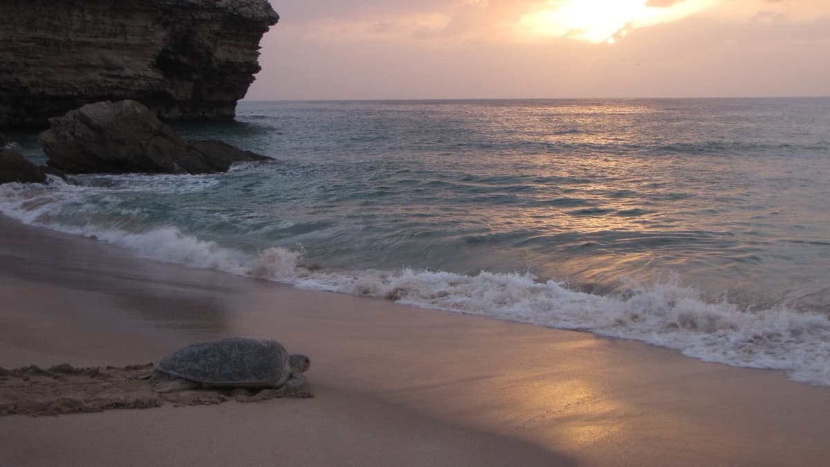 Oman’s Turtle Reserve