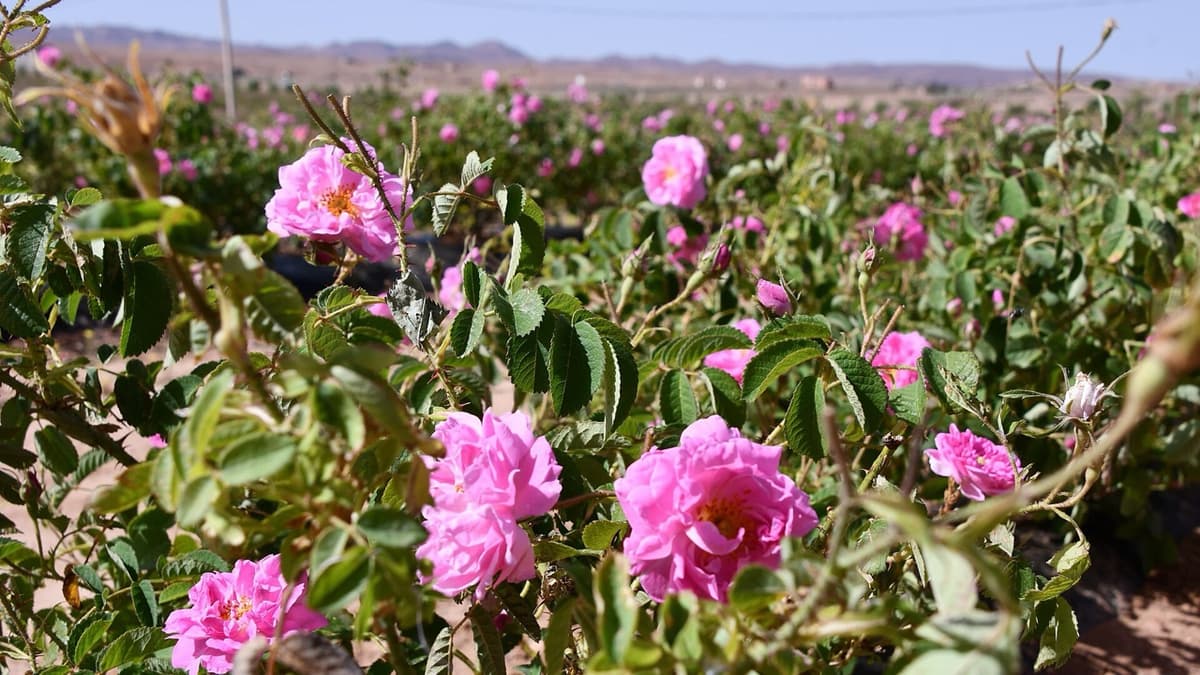 A Rose Morning in Qasarnaba