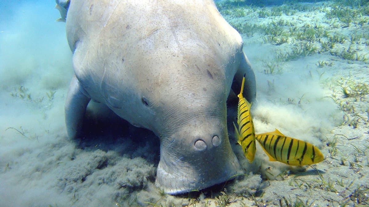 The Sea Cow at the Museum