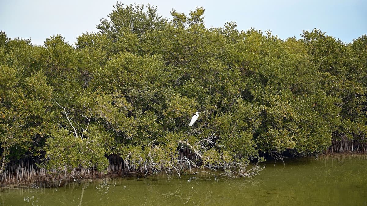 A Campaign in the Mangrove Forest