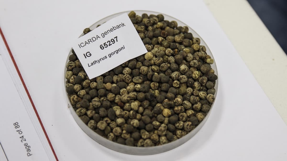 Rabat’s seed bank: what comes after storage?