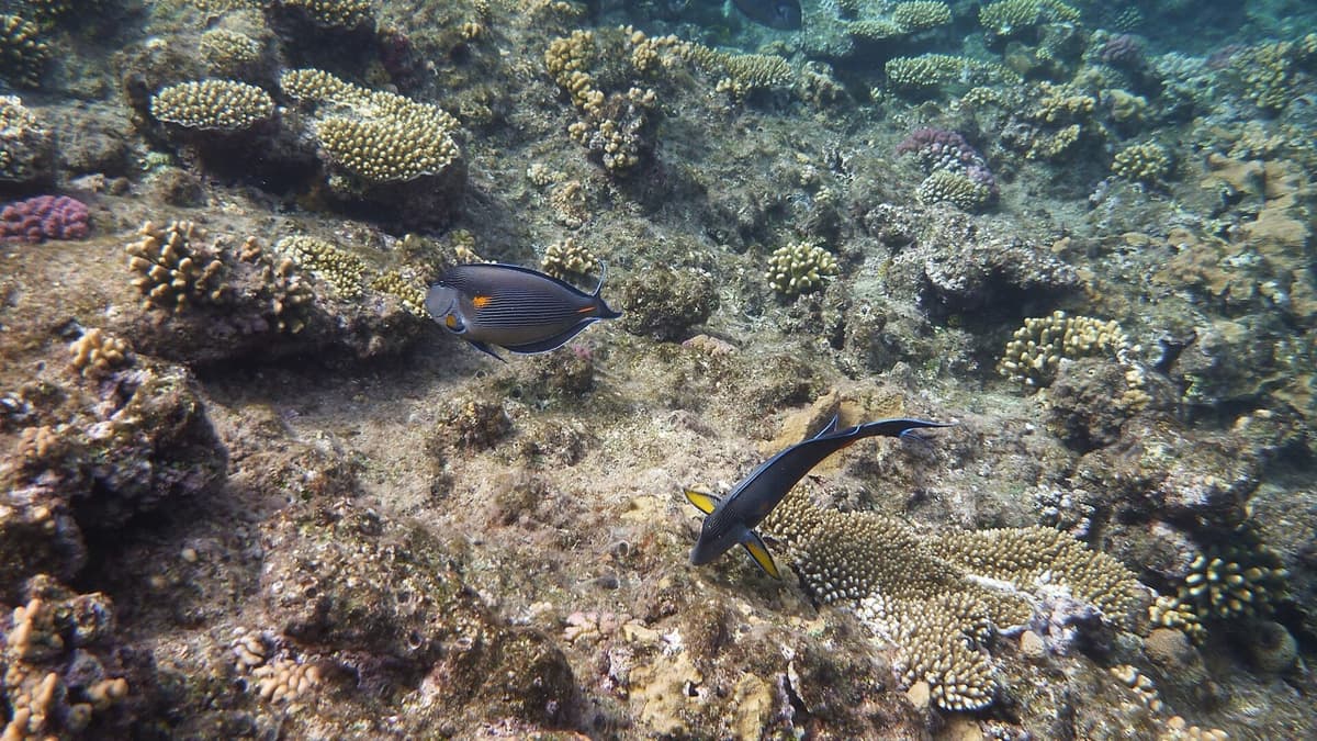 Buoys That Protect the Coral
