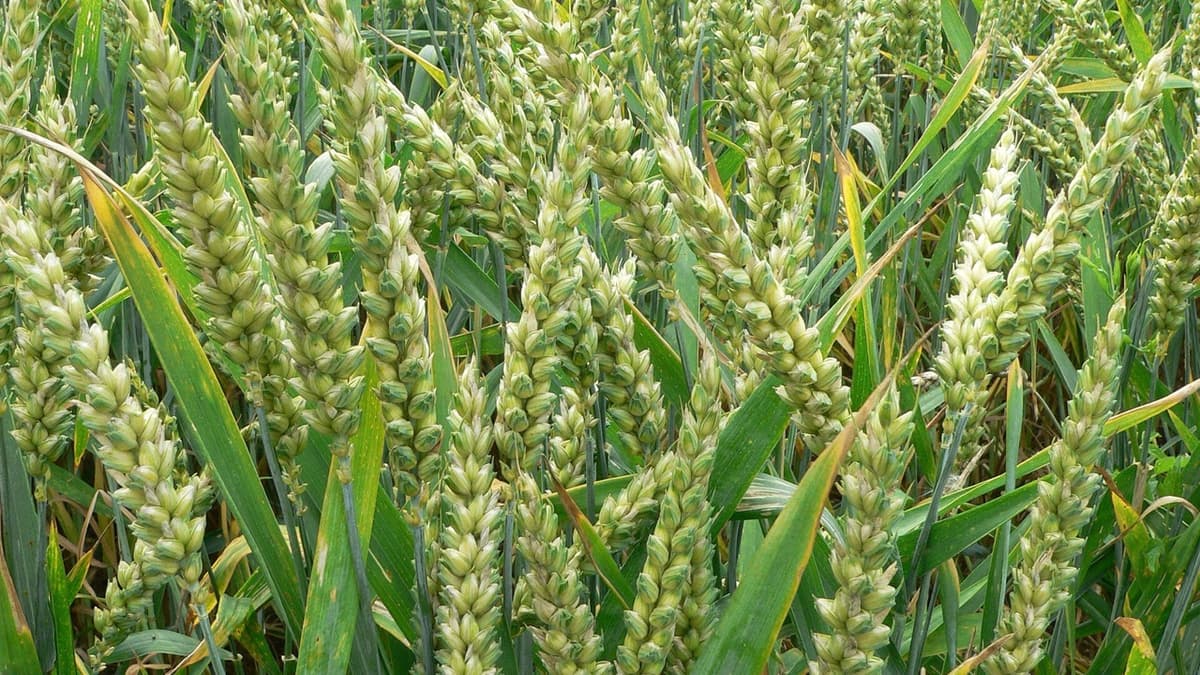 Wheat and salt: what does an experiment establish?