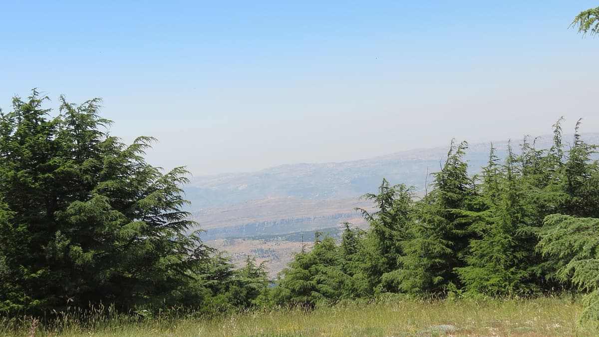Among the Cedars of the Shouf