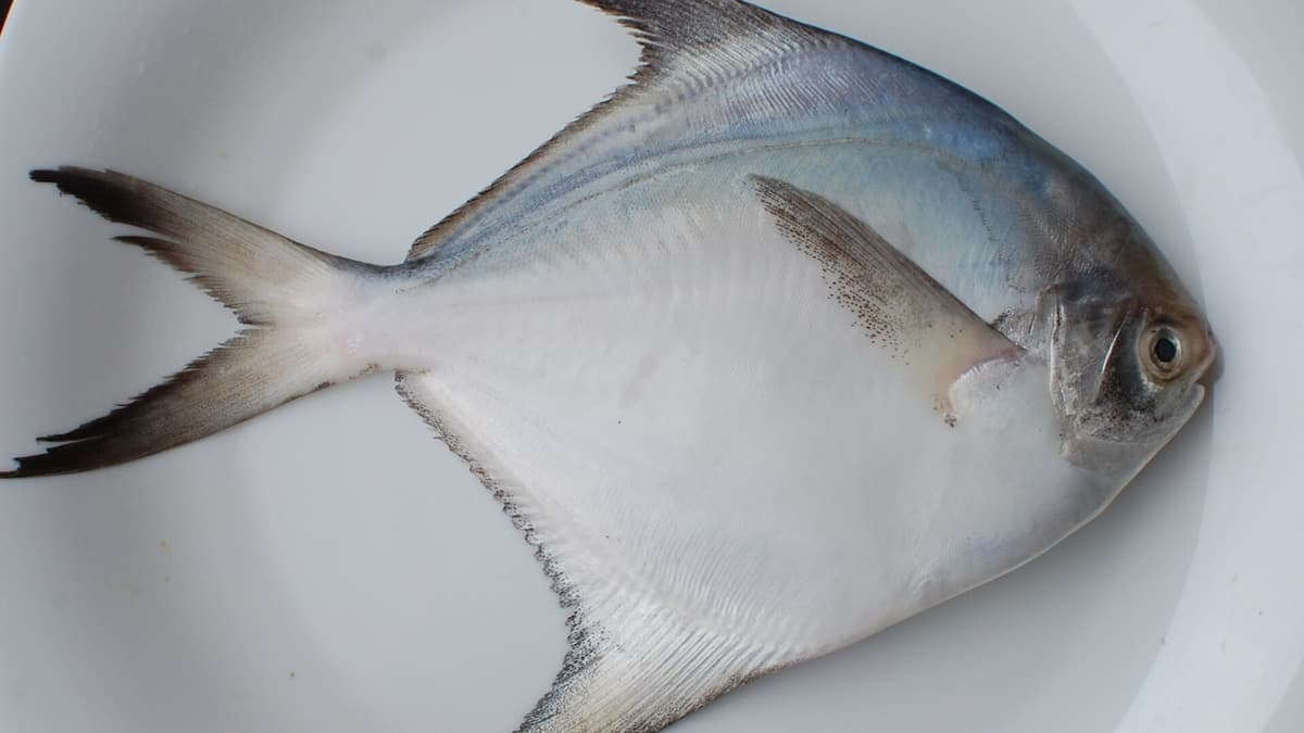 Silver Pomfret Larvae: Can What Is Not Enough Alone Be Dropped?