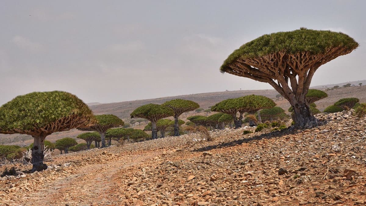 Socotra’s Strange Trees