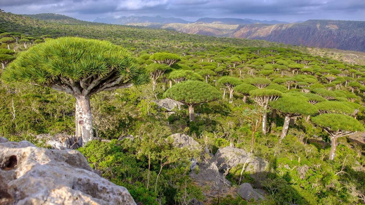 A Water Tank’s Journey to the Trees of Socotra