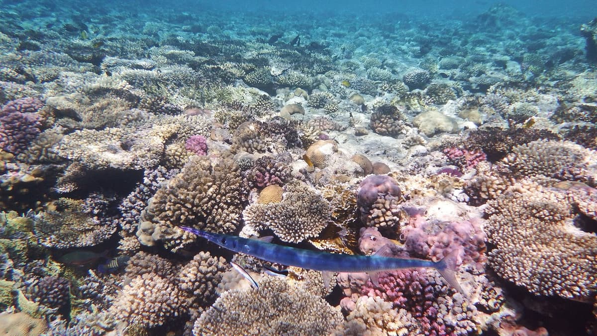 Coral, Grass and Trees in Sudan’s Sea