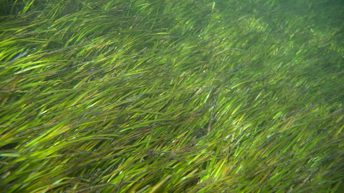 The Seagrass Map and the Sediment Core