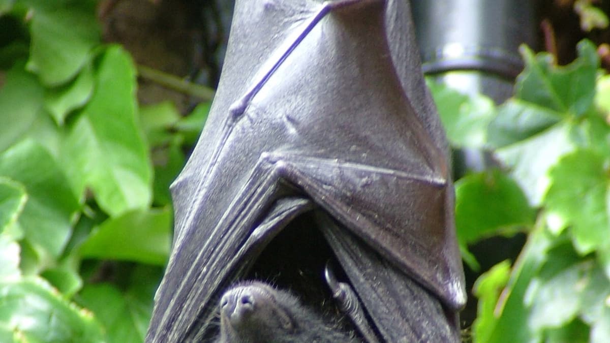 A Tree beneath a Point on the Map: The Bats of the Comoros