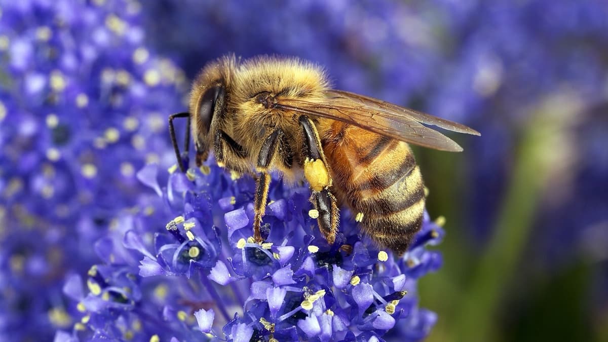 What Can a Pollen Grain Say About Honey?