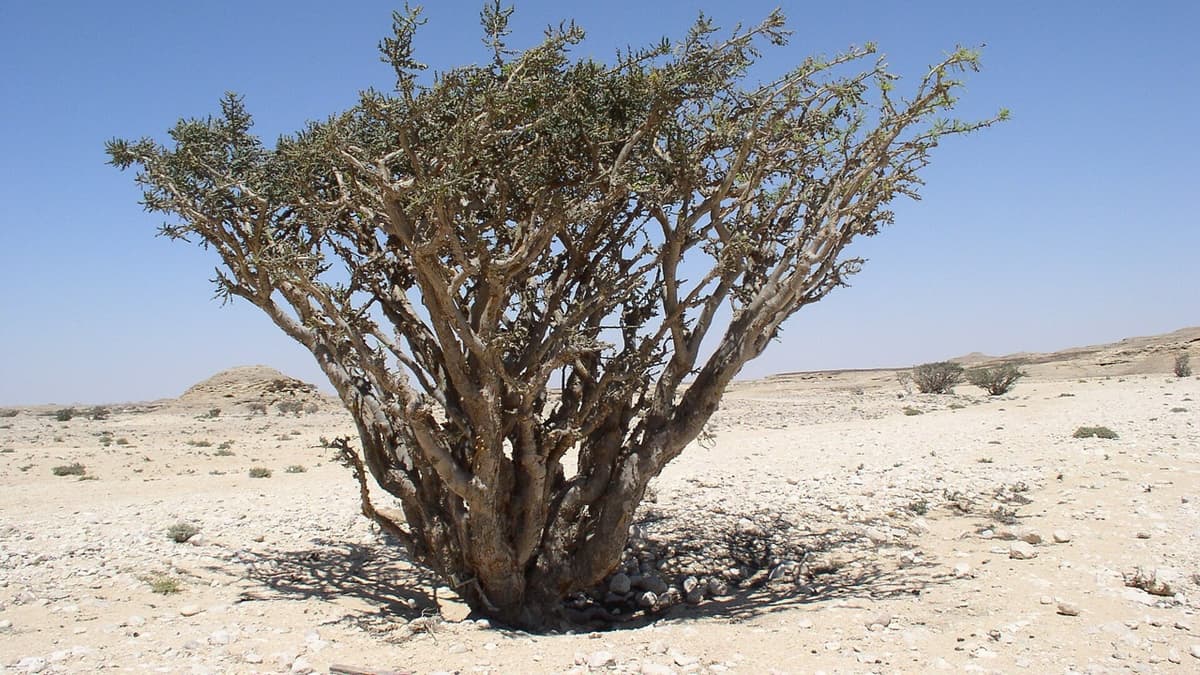 A Tree Left Uncut: How Is Frankincense Knowledge Recorded?