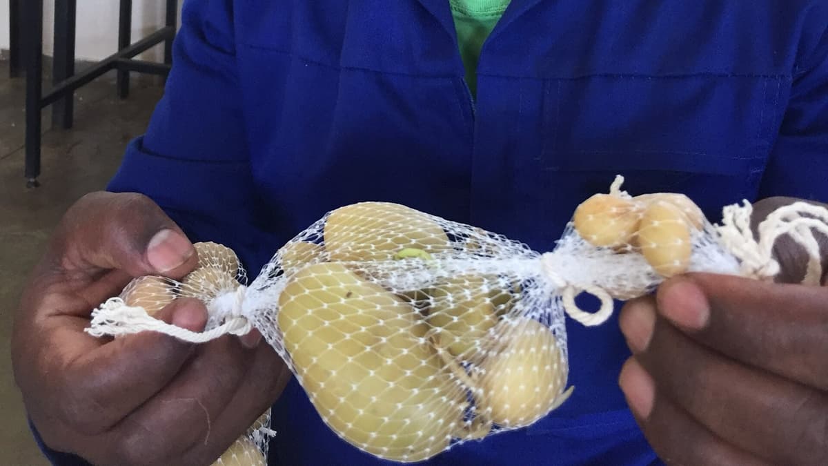 Potato Minitubers: In Air or in Peat?